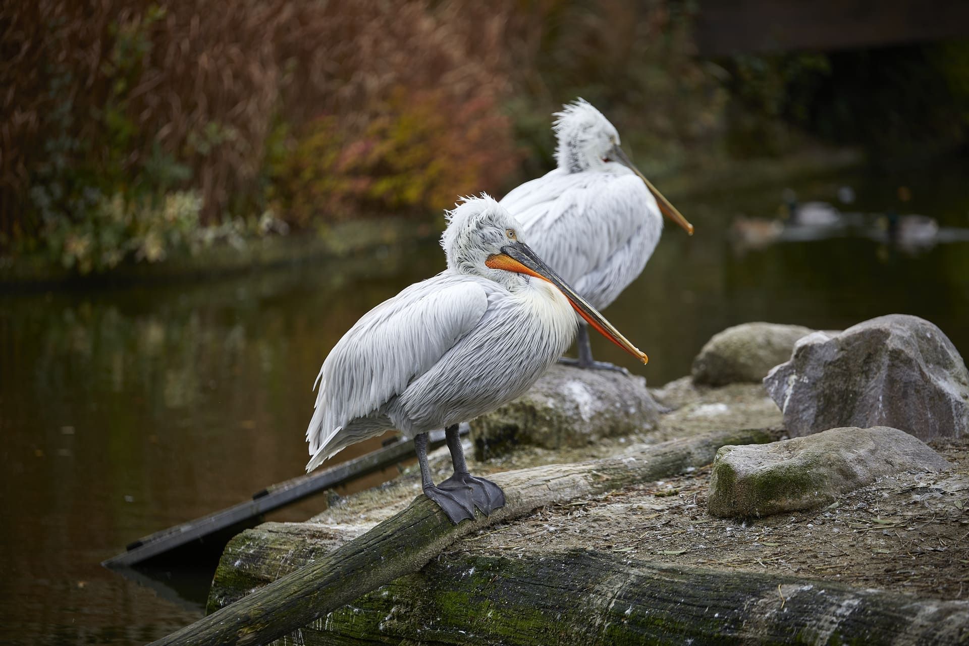 Pelicans at the Allwetterzoo Münster