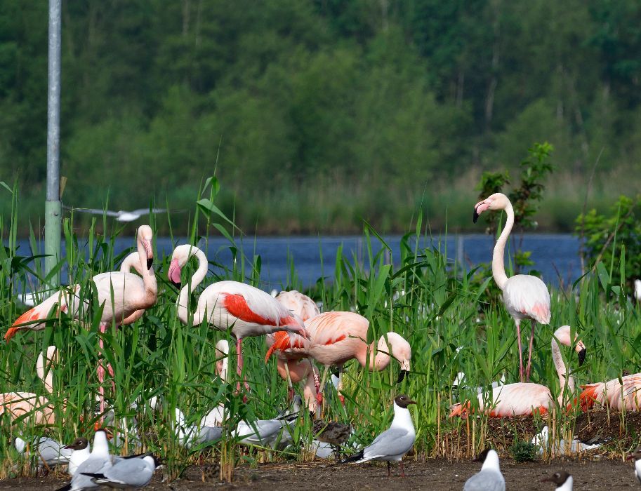 Flamingos