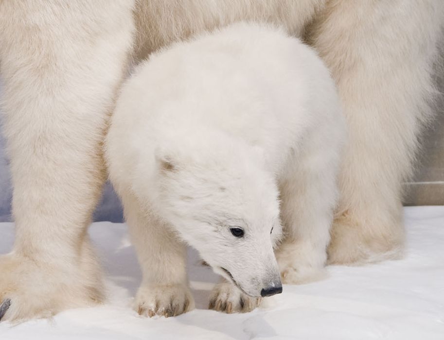 Polar bears also have a permanent place in the Museum Alexander Koenig