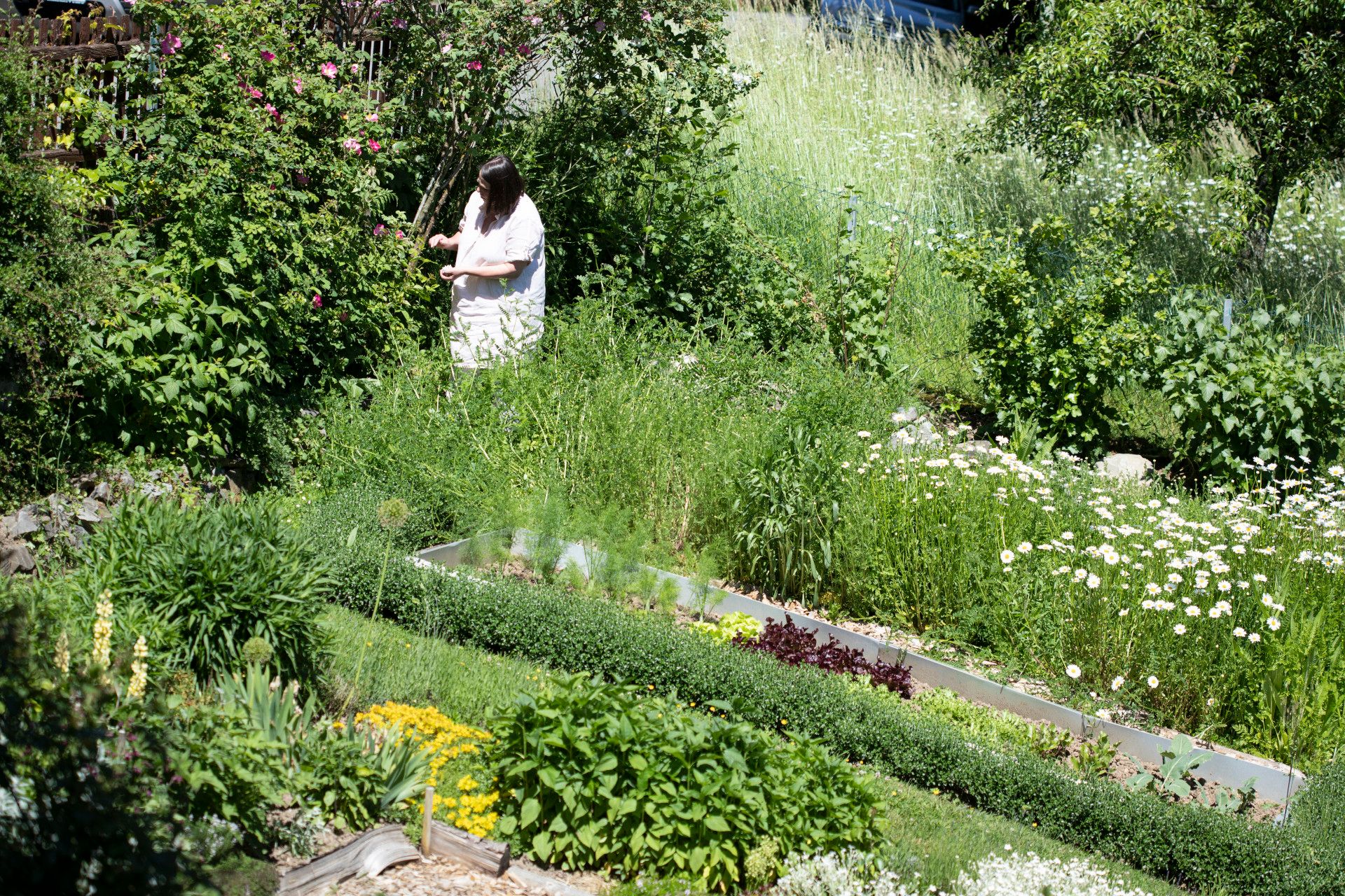 Kräuter und Pflanzen in Garten, Bergisches Land