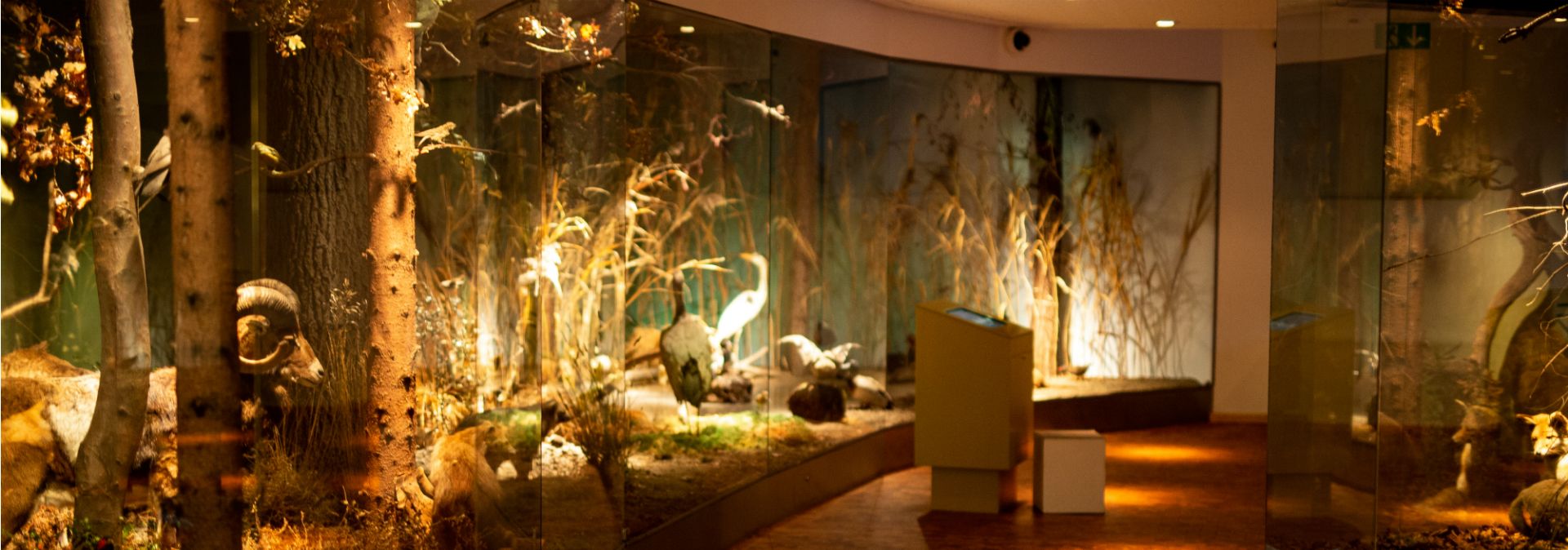 On the second floor, the wildlife of the local forest can be found in the natural history house