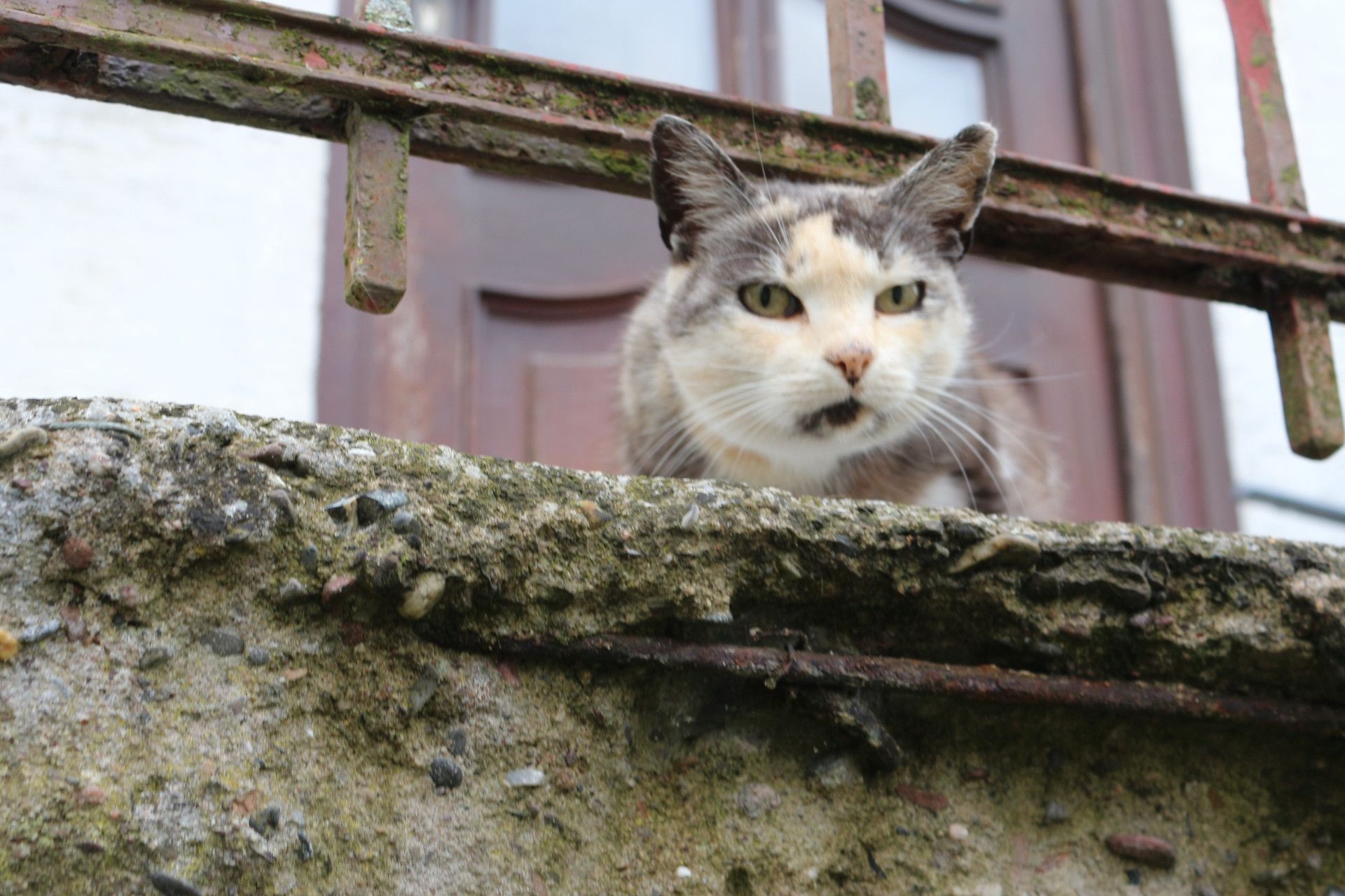 Nieheimer Kunstpfad Katze