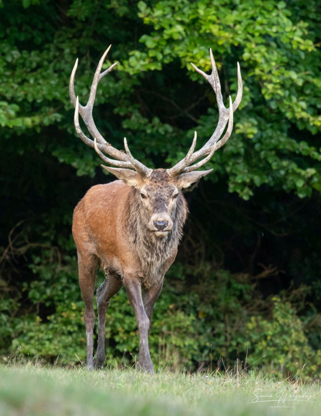 Hirsch am Waldrand, Siegen-Wittgenstein