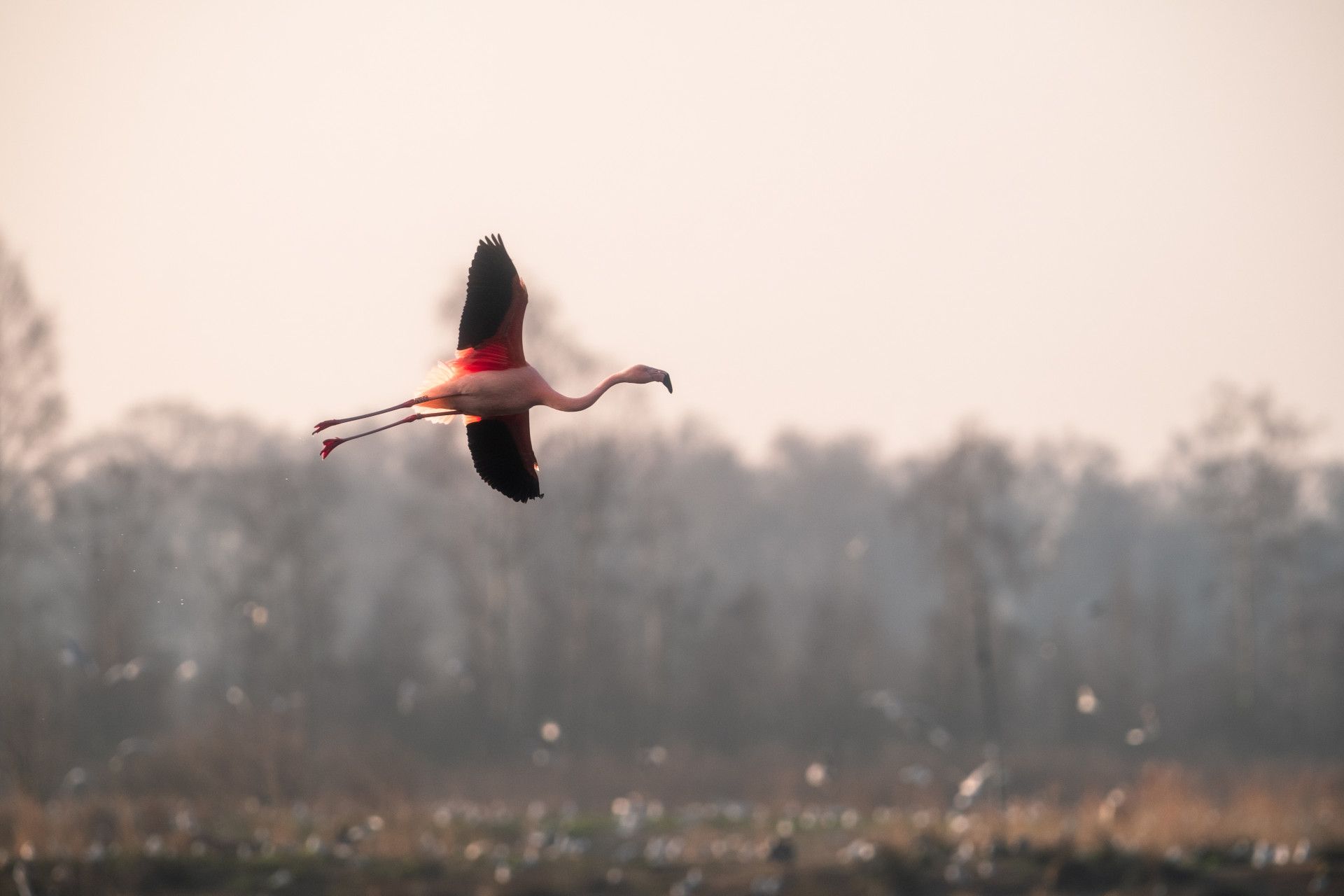 Vinvent Croce, Zwillbrocker Venn, Flamingos