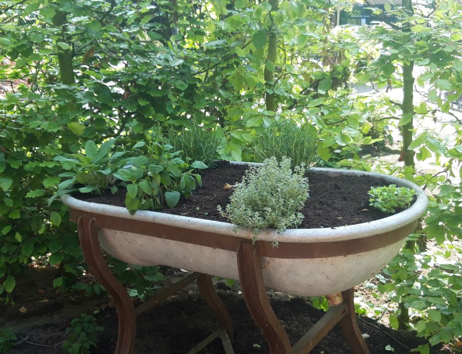 plants at the restaurant