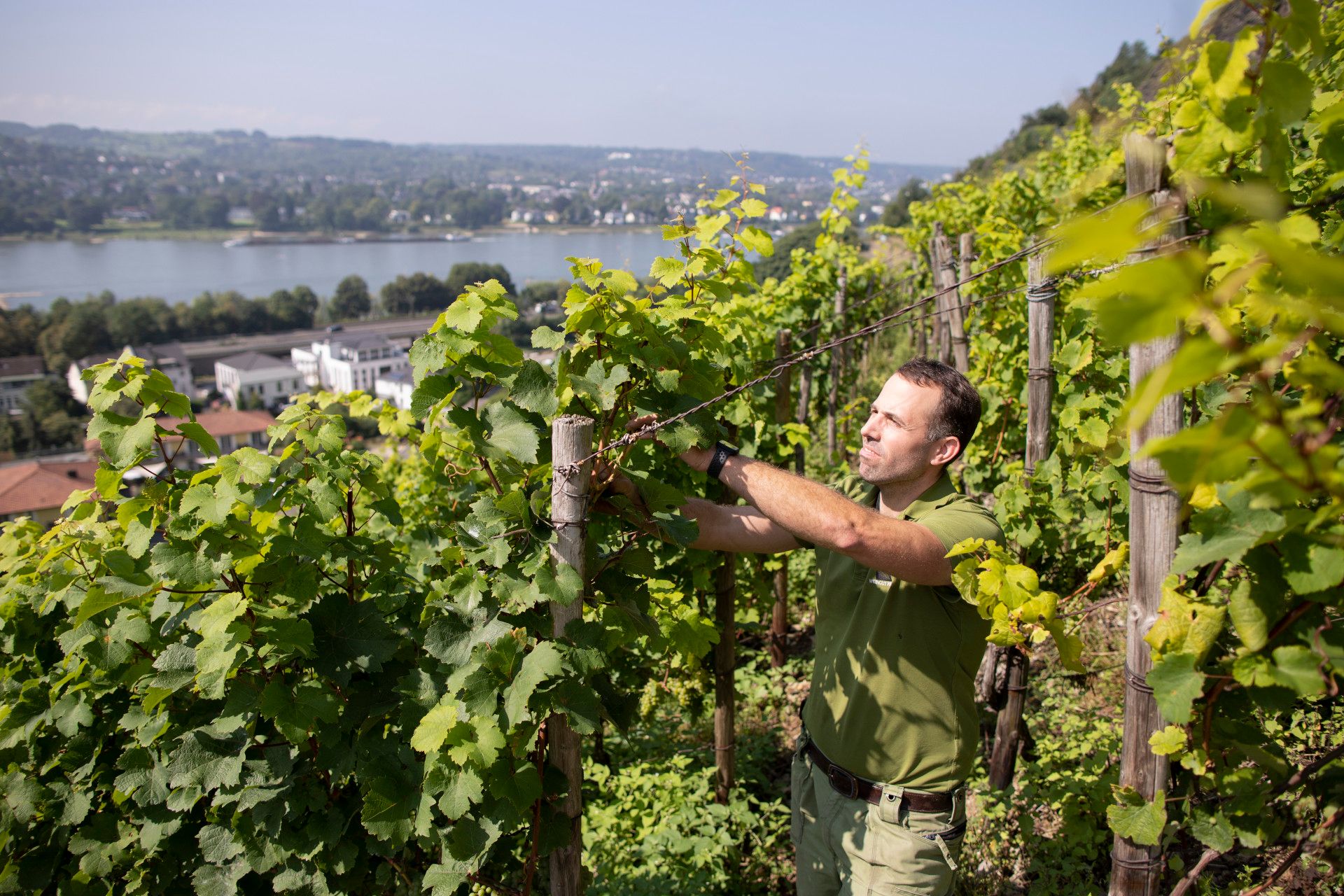 Felix Pieper im Weinhang, Rhein-Sieg-Kreis