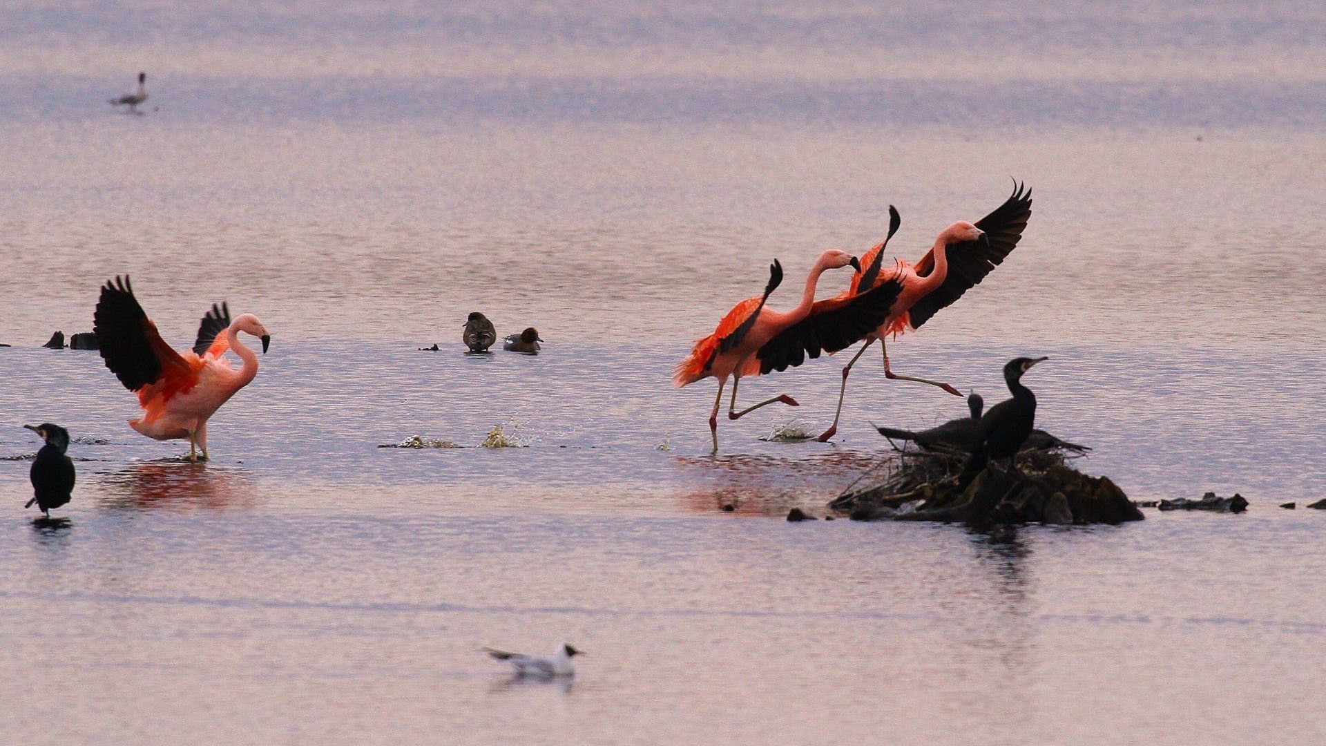 H. Stroetmann, Flamingo Biological Station Zwillbrocker Venn