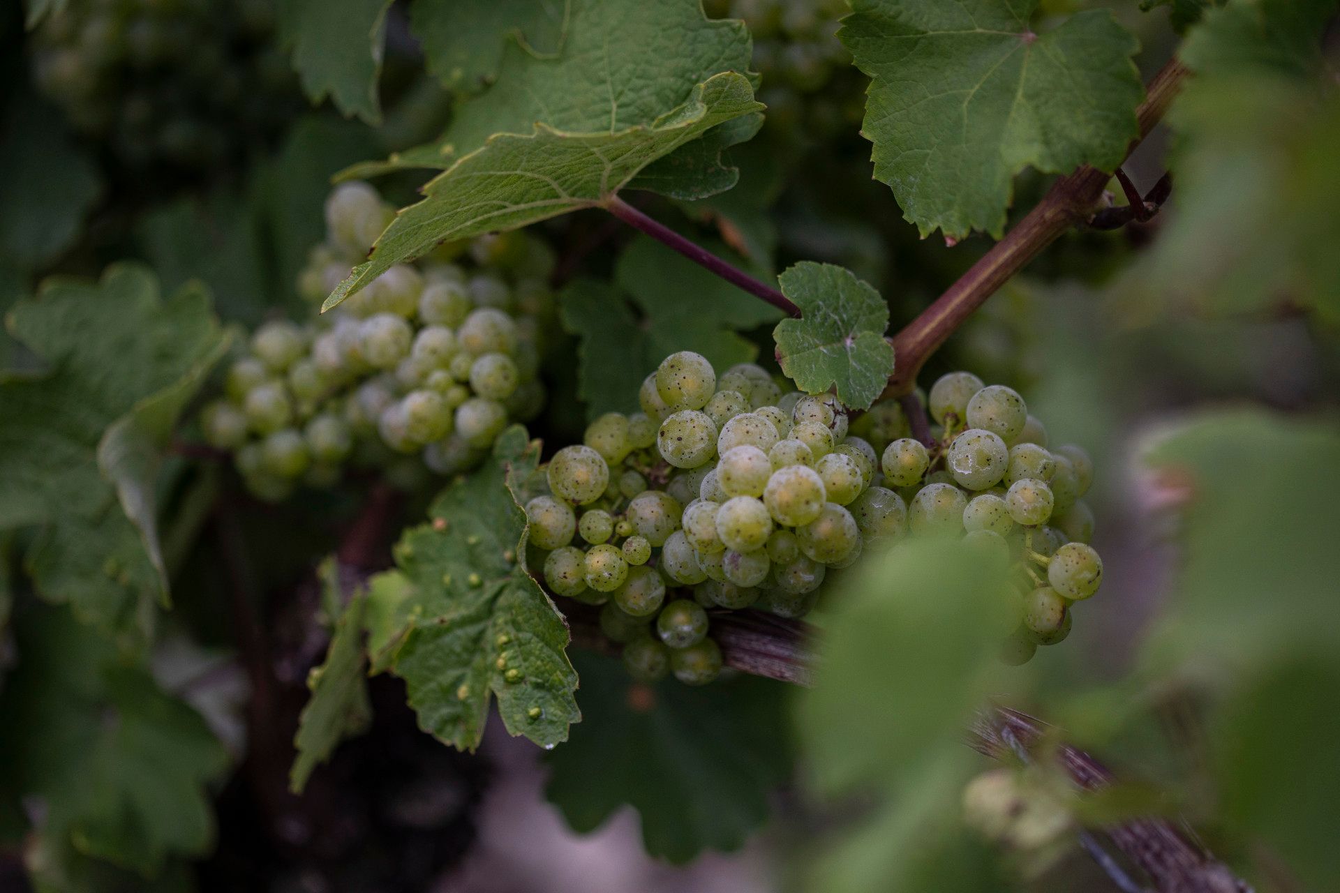 Weinreben in Weinberg im Siebengebirge, Rhein-Sieg-Kreis