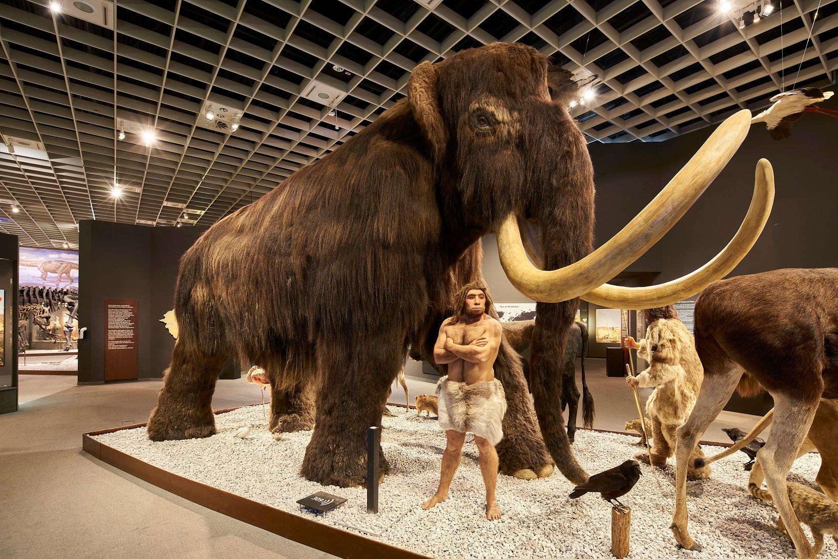 Guests can experience a full-size mammoth in the prehistoric exhibition