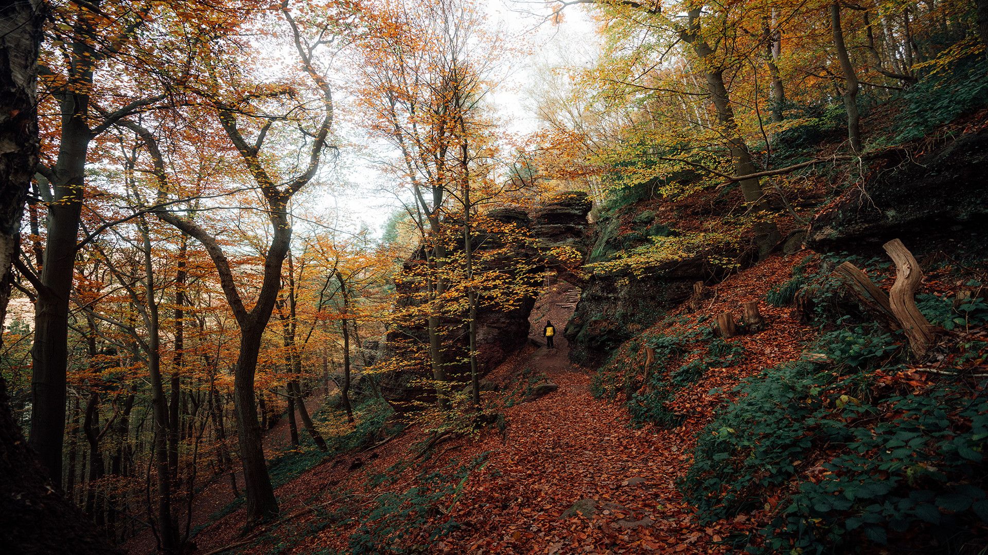 Herbstlicher Wald mit Felsen in der Eifel