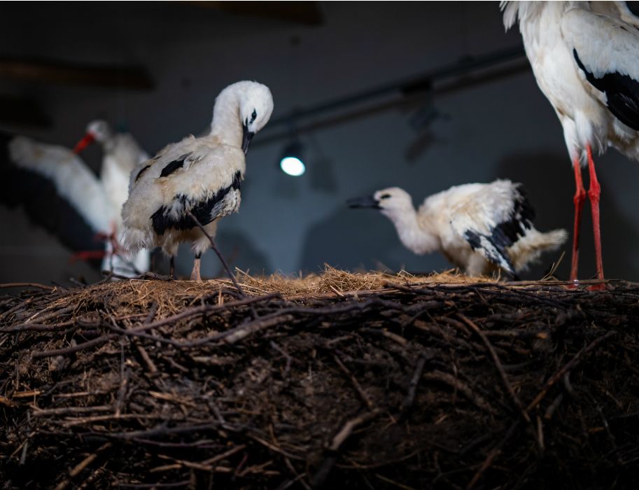 A mighty stork's nest forms the centerpiece of the museum