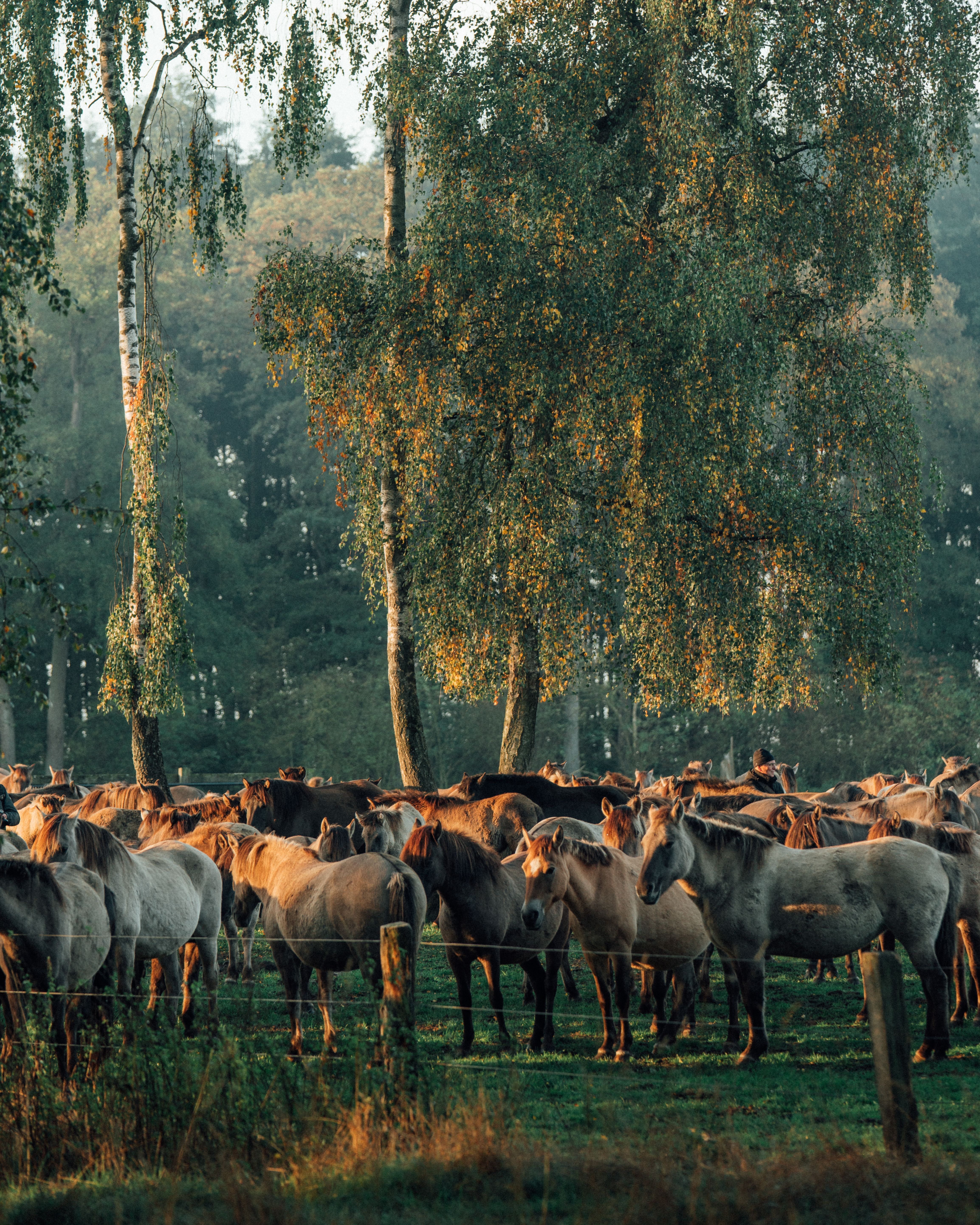 Merfelder Bruch Wildpferdeherde