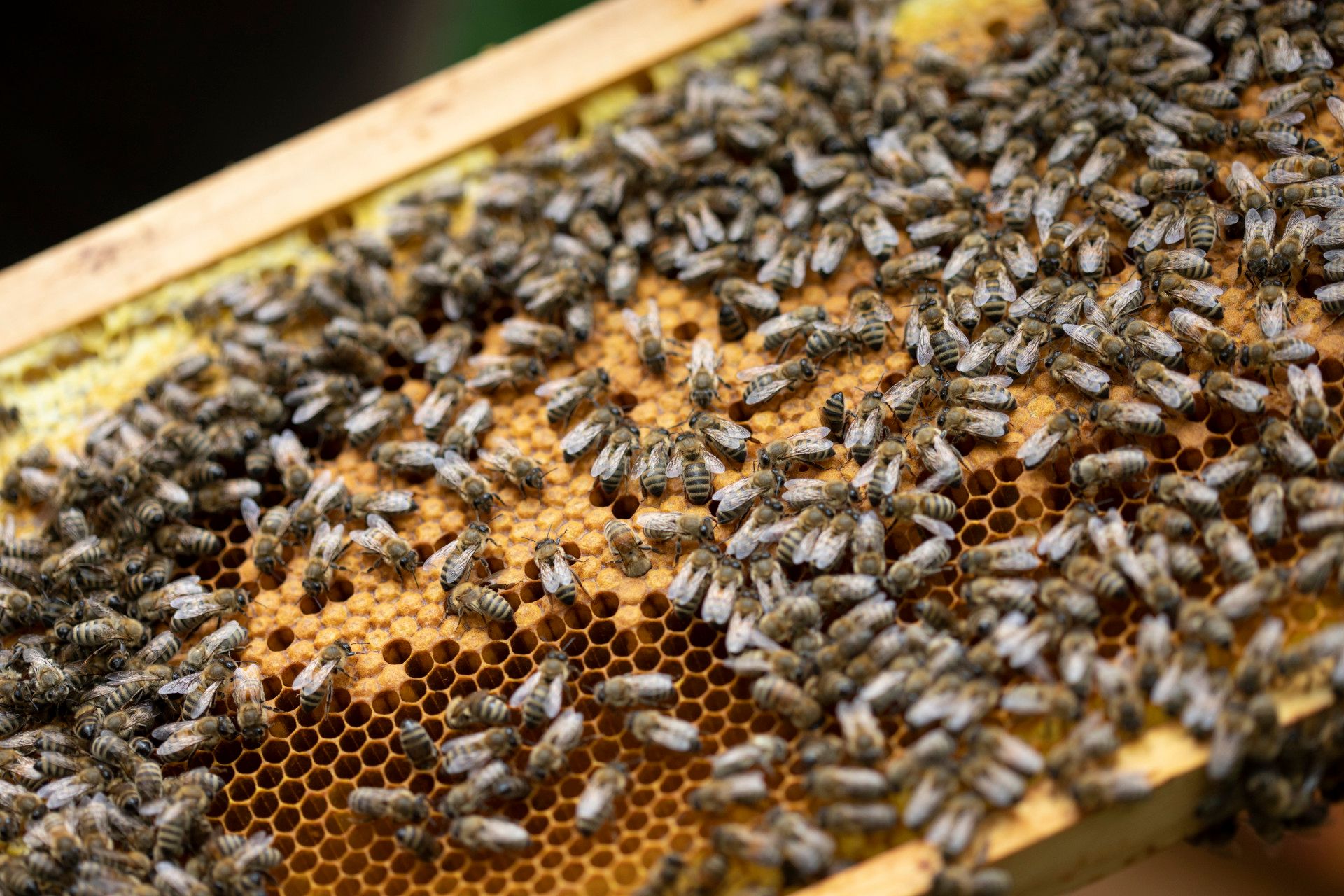 Bienen auf Bienenwabe, Bonn